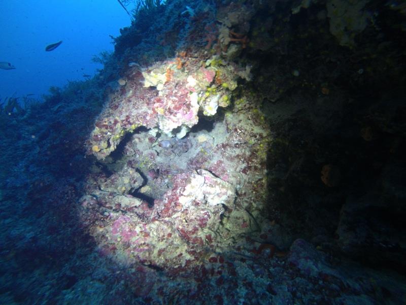 The seabed during Dive #2 photo copyright Mission Ocean taken at  and featuring the Cruising Yacht class