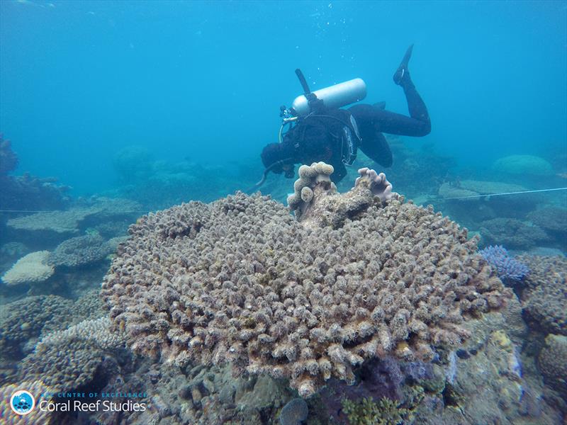 A researcher from the ARC Centre of Excellence for Coral Reef Studies surveys the bleached/dead corals at Zenith Reef,in the northern section of the Great Barrier Reef, November 2016 photo copyright Andreas Dietzel taken at  and featuring the Cruising Yacht class