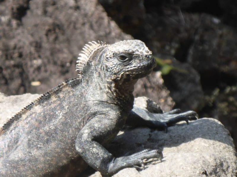 Black iguana - photo © Jane and Russell Poulston