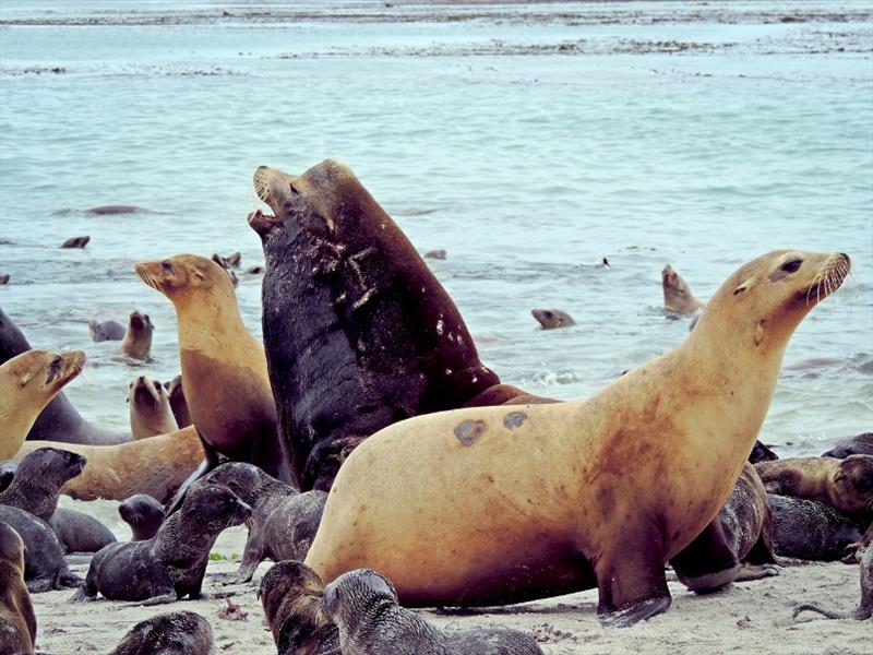 Adult male California sea lions are identified by their large size, dark brown fur and conspicuous crest on their forehead. Adult females are blonde to light brown and are smaller than the adult males. Pups are dark brown to black photo copyright NOAA Fisheries taken at  and featuring the Cruising Yacht class
