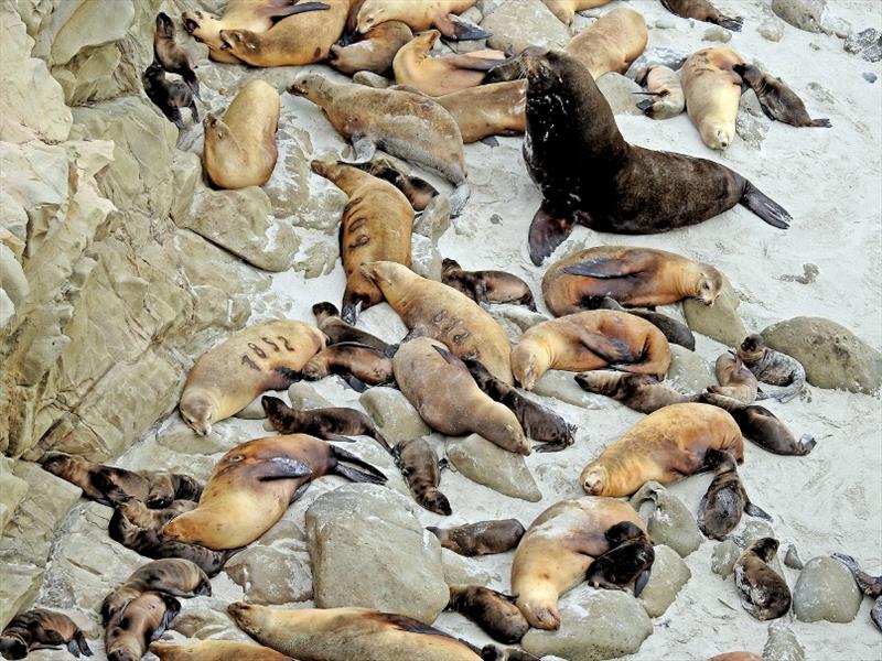 Adult male California sea lion (large dark brown animal) with group of adult females (large blonde animals) and newborn pups (small black animals) at San Miguel Island. Five of the females with brands are part of the survival and reproductive studies - photo © NOAA Fisheries