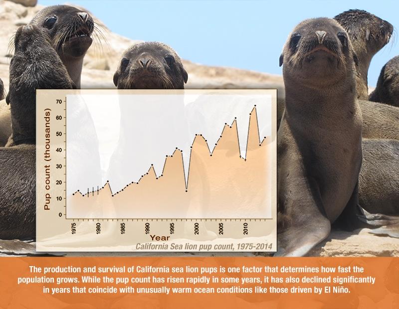 California sea lions figures - photo © NOAA Fisheries