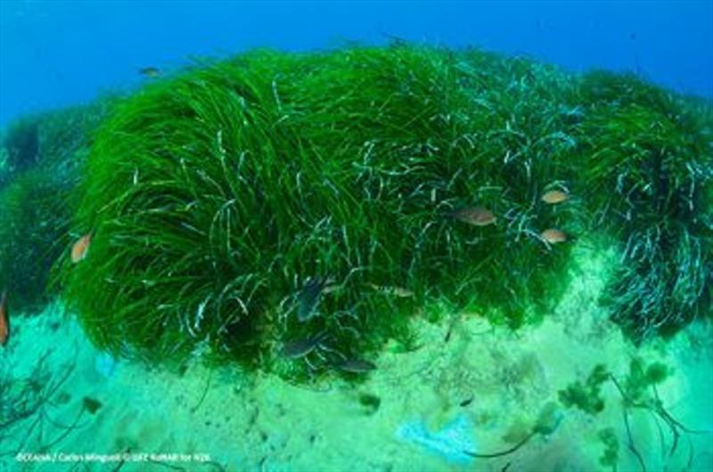 Posidonia meadows in the Mediterranean photo copyright Noonsite taken at  and featuring the Cruising Yacht class