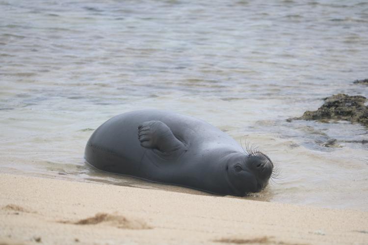 Seal pup Makana lays in the water at roughly five weeks old. The pup was born in February 2024 on O?ahu - photo © Hawai?i Marine Animal Response