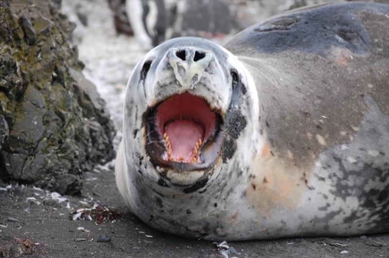 Leopard seals are among the top predator in the Antarctic ecosystem, preying on penguins and fur seals that in turn prey on krill. That makes the species a useful barometer of the health of Antarctic fisheries photo copyright Jefferson Hinke / NOAA Fisheries taken at  and featuring the Fishing boat class