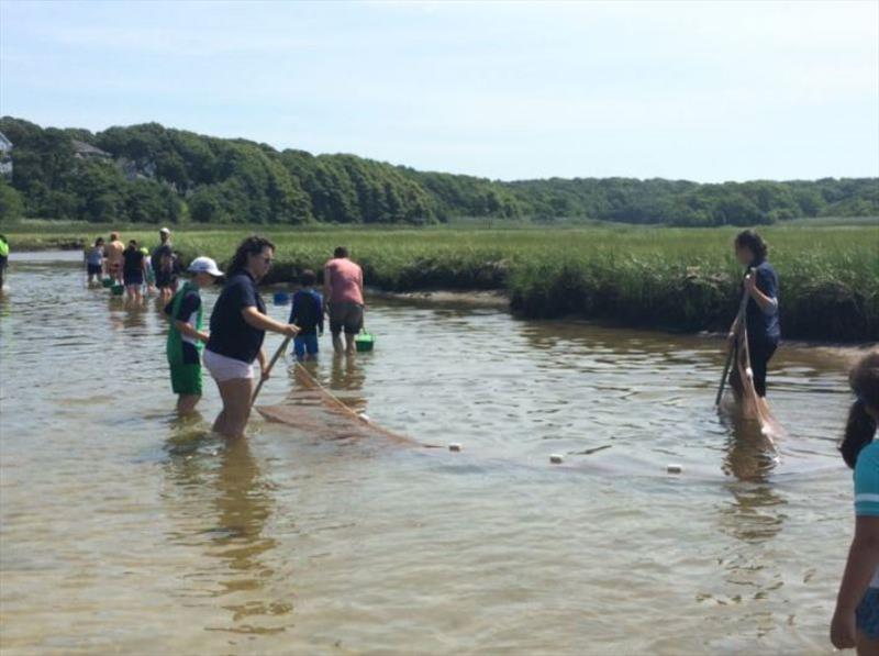 Interns use a seine to capture animals during a public collecting walk at a nearby beach and marsh. - photo © NOAA Fisheries / Woods Hole Science Aquarium