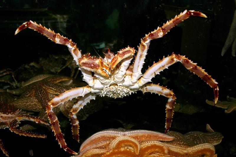 Red king crab  photo copyright NOAA Fisheries taken at  and featuring the Fishing boat class