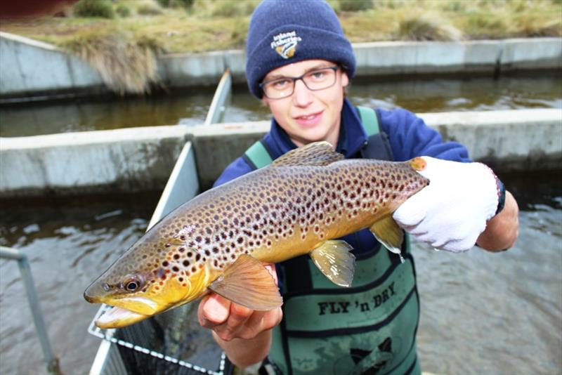 Josef with a fine male brownie photo copyright Carl Hyland taken at 