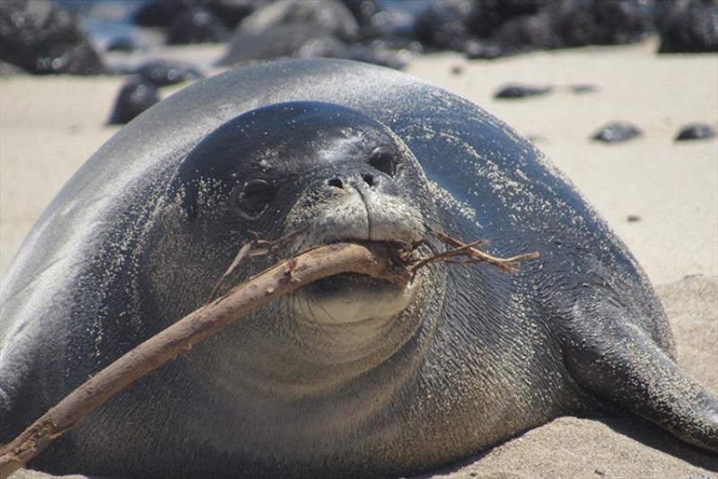 PO2 mouths a stick she found on the beach; a normal behavior for weaned pups as they explore and practice feeding photo copyright HMAR taken at 