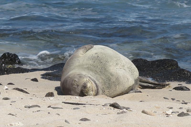PO2 resting on the shoreline. Please observe monk seals from a respectful distance of at least 50 feet. - photo © HMAR