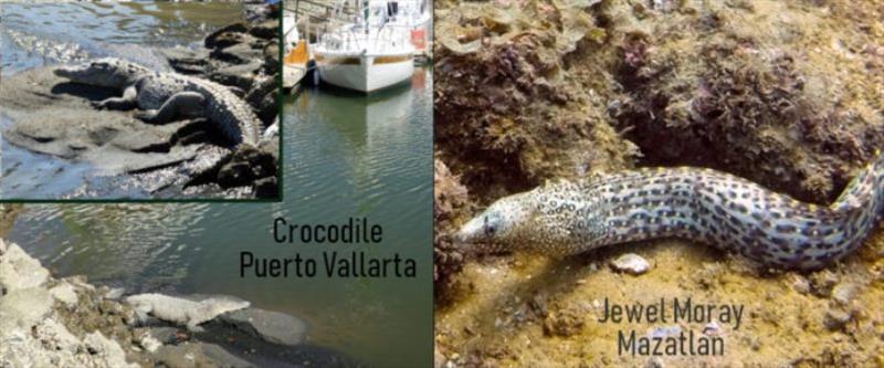 Animals of Puerto Vallarta and Mazatlán photo copyright Barb Peck & Bjarne Hansen / Bluewater Cruising Association taken at 