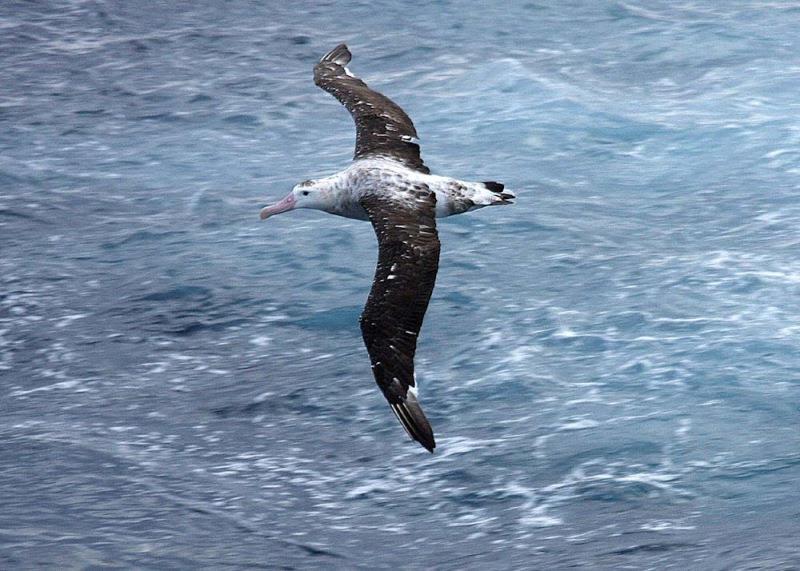 An albatros in flight in the Southern ocean photo copyright Global Solo Challenge taken at 