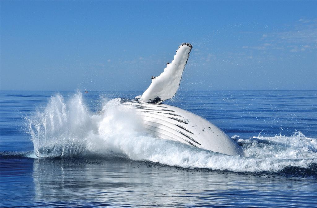 Just magnificent, the whales always put on a show. photo copyright Tourism Queensland taken at  and featuring the  class
