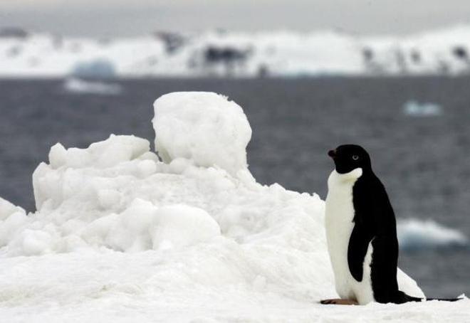 Until recently, the 74 mile long (120km) glacier was thought to be surrounded by cold waters and therefore very stable and unlikely to change. A stock image of a penguin strolling past the King Sejong Korean station in Antarctica is shown - East Antarctica's Totten glacier melting © Daily Mail UK Associated Newspapers Ltd http://www.dailymail.co.uk