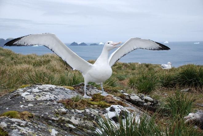 The wandering albatross has a wingspan of up to 3 metres  - British Antarctic Survey © British Antarctic Survey http://www.antarctica.ac.uk