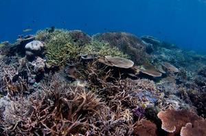 The Great Barrier Reef photo copyright Ed Roberts taken at  and featuring the  class