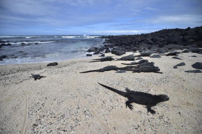 Marine iguanas in 