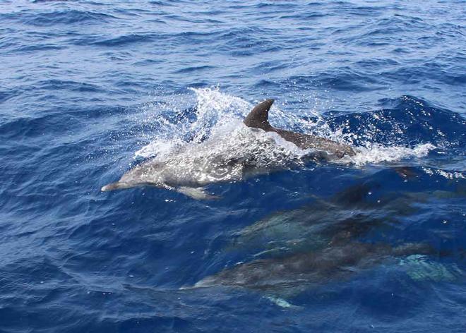 Where are the dolphins? © Annika Fredriksson / Ocean Crusaders