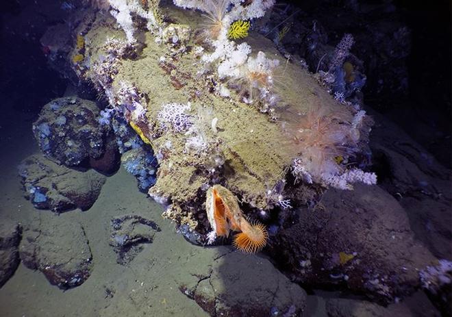 Submarine lava tube and pillows at ~700 m depth offshore Fernandina Island, Galápagos on a small seamount on the southern flank of the island.  The lava tube hosts soft and hard corals, sponges, gorgonians, feather starfish, bivalves and anemones. © S. Adam Soule / Woods Hole Oceanographic Institution
