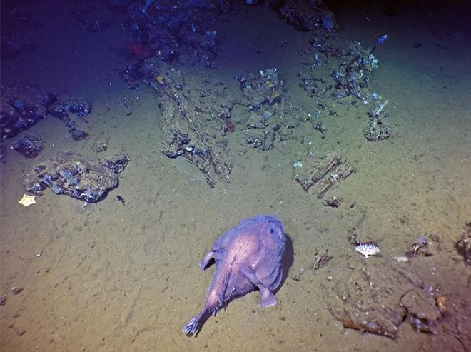 A large (~50 cm long) deep-sea angler fish among lava talus and sediment on the slope of a small seamount off the southern coast of Fernandina Island, Galápagos at ~600 m depth. © S. Adam Soule / Woods Hole Oceanographic Institution