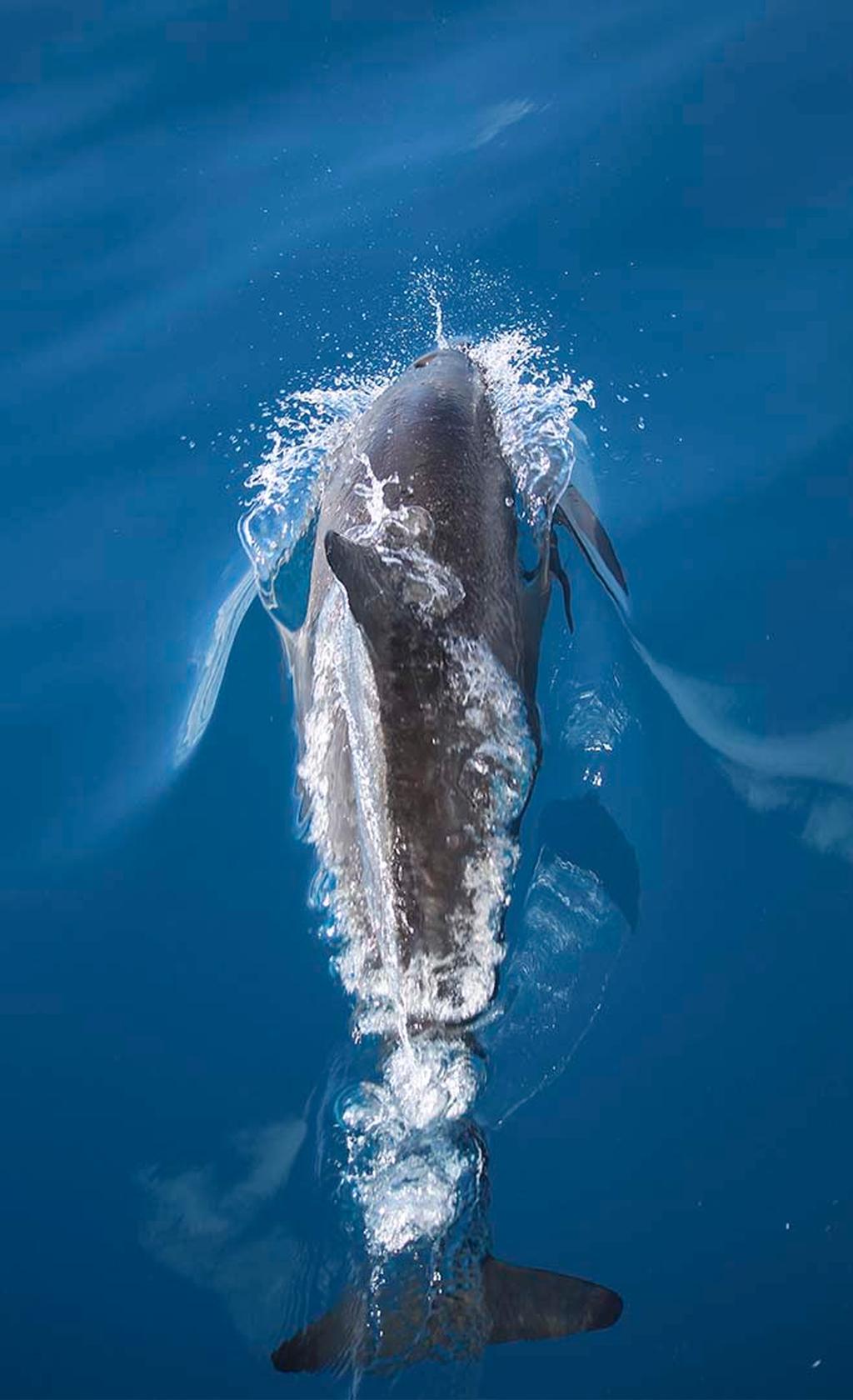 Dolphins on the bow © Annika Thomson