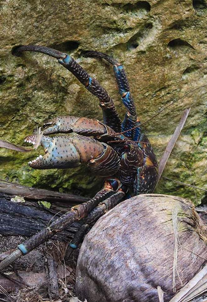 Coconut Crab © Annika Thomson