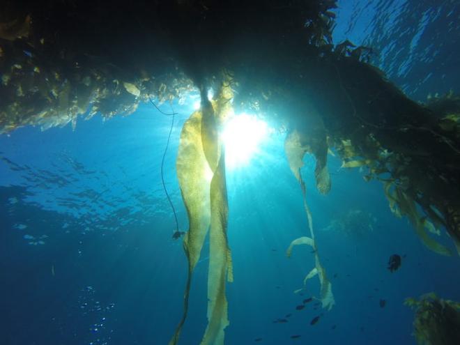 Santa Cruz kelp © Bluewater Cruising Association