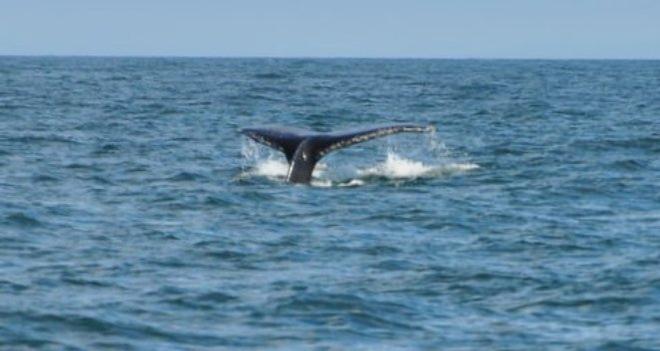 Sighting of an orca whale on VICE © Bluewater Cruising Association
