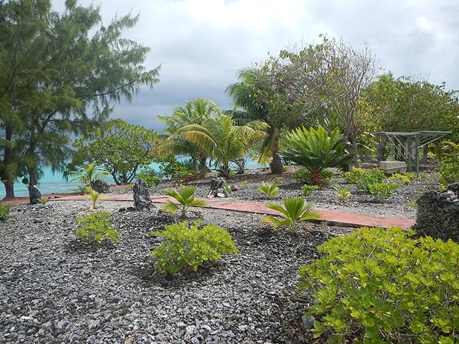 Garden planted in coral rubble © Andrew and Clare Payne