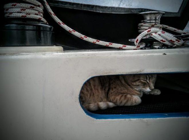 Boogie, the Bengal © Bluewater Cruising Association