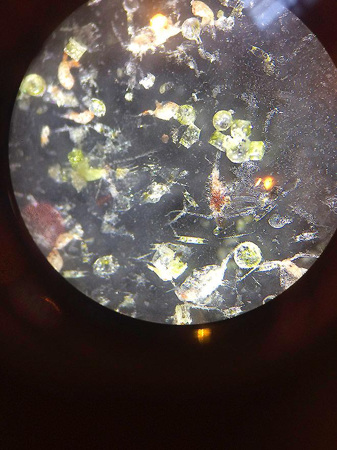 Plankton beasties seen down the microscope © Mission Océan