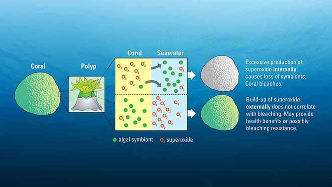 In this simplified illustration, the top scenario shows what is known about superoxide and coral bleaching: excessive production of superoxide within the coral tissue can cause the loss of symbiotic algae living inside the coral. The bottom scenario illustrates the new finding by WHOI scientists: superoxide produced at coral surfaces – outside of their cells – they may actually play a beneficial role in coral health and resilience. © Eric Taylor, Woods Hole Oceanographic Institution