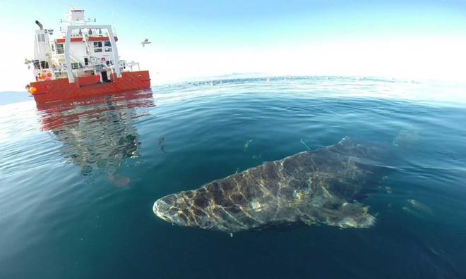 A Greenland shark near the surface after its release from the research vessel Sanna in northern Greenland. © Julius Nielsen/Science