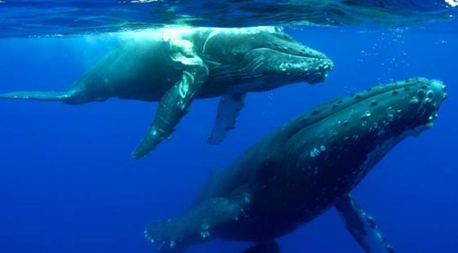 This humpback whale calf was spotted by researchers in the leeward waters off Maui. The ship-struck animal was a case in which researchers didn’t know the type of vessel involved.  © Ed Lyman/ NOAA MMHSRP
