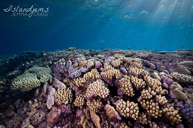 Jemma scuba diving the reefs surrounding Raine Island with Mike Ball Dive Expeditions. © Jemma Craig, @Islandjems