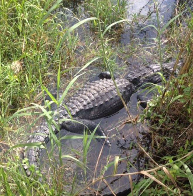 Everglades alligator © Bluewater Cruising Association