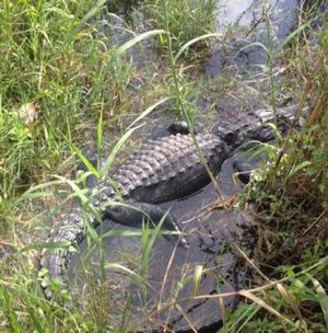Everglades alligator photo copyright Bluewater Cruising Association taken at  and featuring the  class