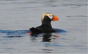 Tufted Puffin photo copyright Parks Canada / Carey Bergman taken at  and featuring the  class