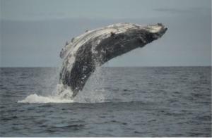 Humpback photo copyright Parks Canada / Daniel McNeill taken at  and featuring the  class