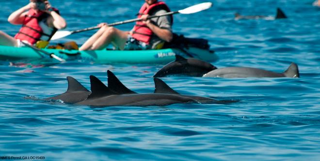 During their critical resting period, Hawaiian spinner dolphins constantly deal with people seeking close interactions with the marine mammals. Shown here: Kayakers getting close to spinner dolphins ©  Julian Tyne