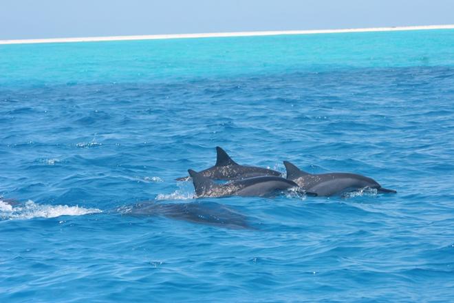 Like other dolphin species, Hawaiian spinners are highly social creatures. Aside from resting and nurturing young, they use their time in bays to socialize with each other. © NOAA Fisheries