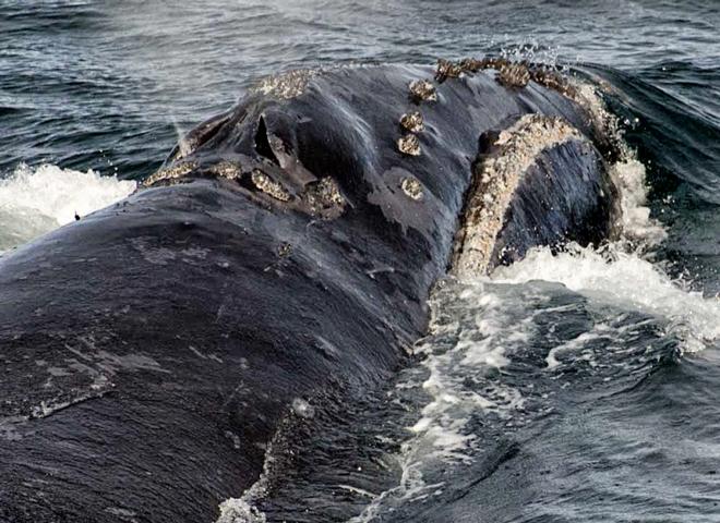 North Pacific right whale sighted August 6th, 2017 © NOAA Fisheries