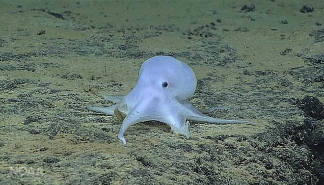 Ghost-like octopod © NOAA Fisheries