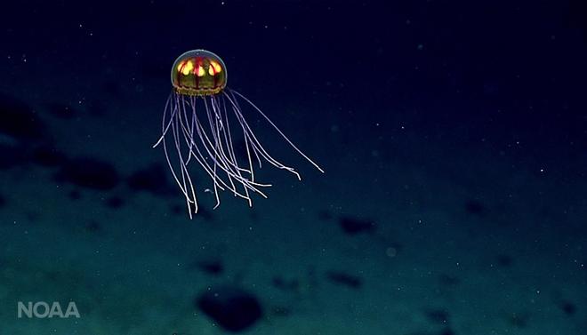 Sighting of a Crossota jellyfish © NOAA Fisheries