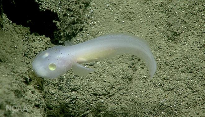 Ghost-like fish © NOAA Fisheries
