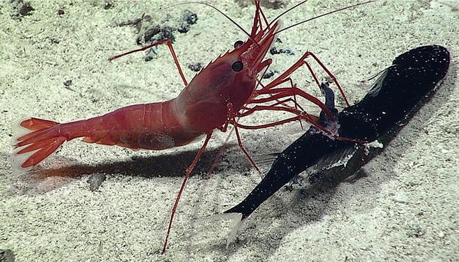 Battle between a shrimp and a dragonfish © NOAA Fisheries