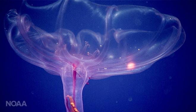 Deep-sea swimming cucumber © NOAA Fisheries