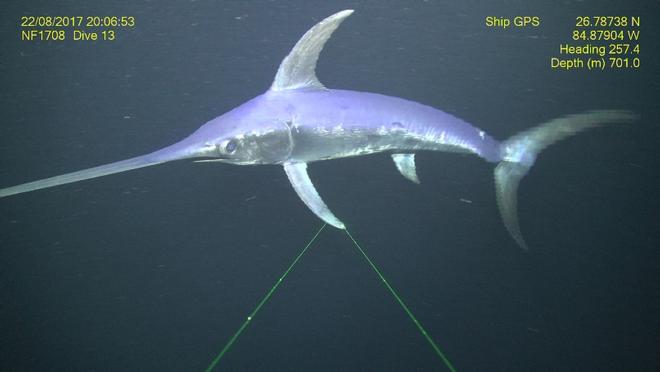 A swordfish Xiphius gladius at the ‘Wall in the North’ dive site southwest of Tampa, Florida ©  NOAA Southeast Deep Coral Initiative and PRS