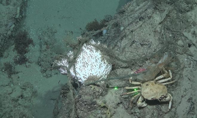 Lace coral entangled with discarded line at North Reed Site on the West Florida Slope at approximately 400 meters depth. A golden crab, blackbelly rosefish, and crinoid are also visible to the right of the coral. ©  NOAA Southeast Deep Coral Initiative and PRS