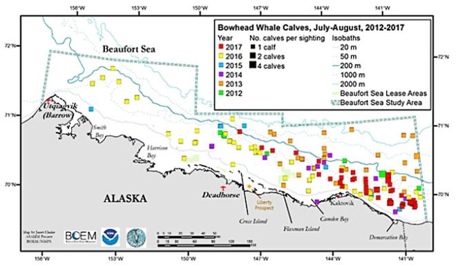 Figure 3. Bowhead whale calf-of-the-year distribution, western Beaufort Sea, July-August, 2012-2017 © NOAA Fisheries